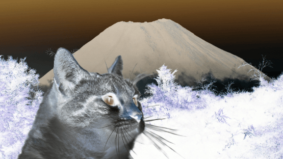 Pet relocation services from El Salvador to Panama