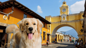 Pet relocation services from Guatemala to Panama
