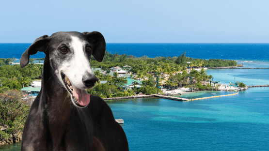 Pet relocation services from Honduras to Panama