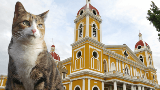 Pet relocation services from Nicaragua to Panama