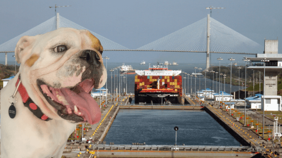 Pet relocation destination Panama
