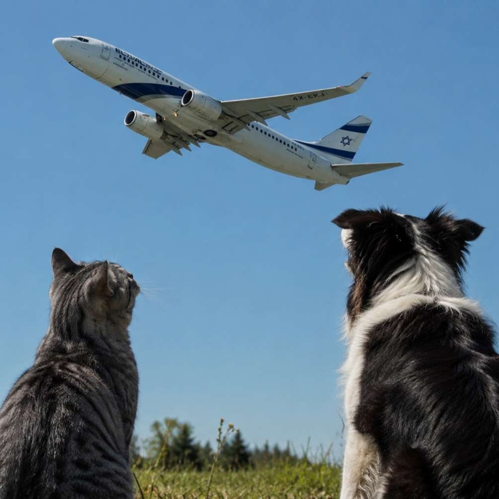 Pet Export