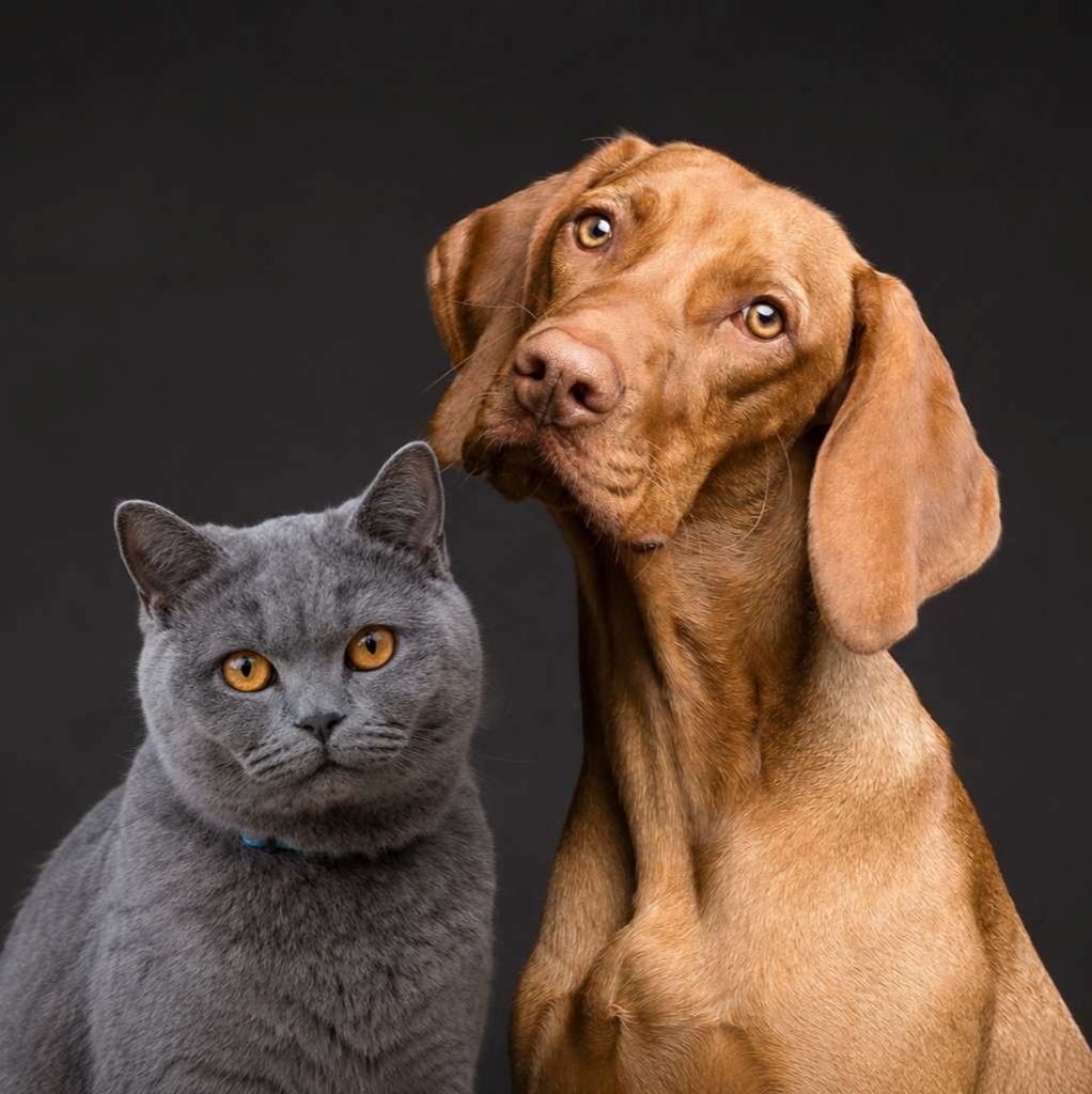 Moving pets from Panama