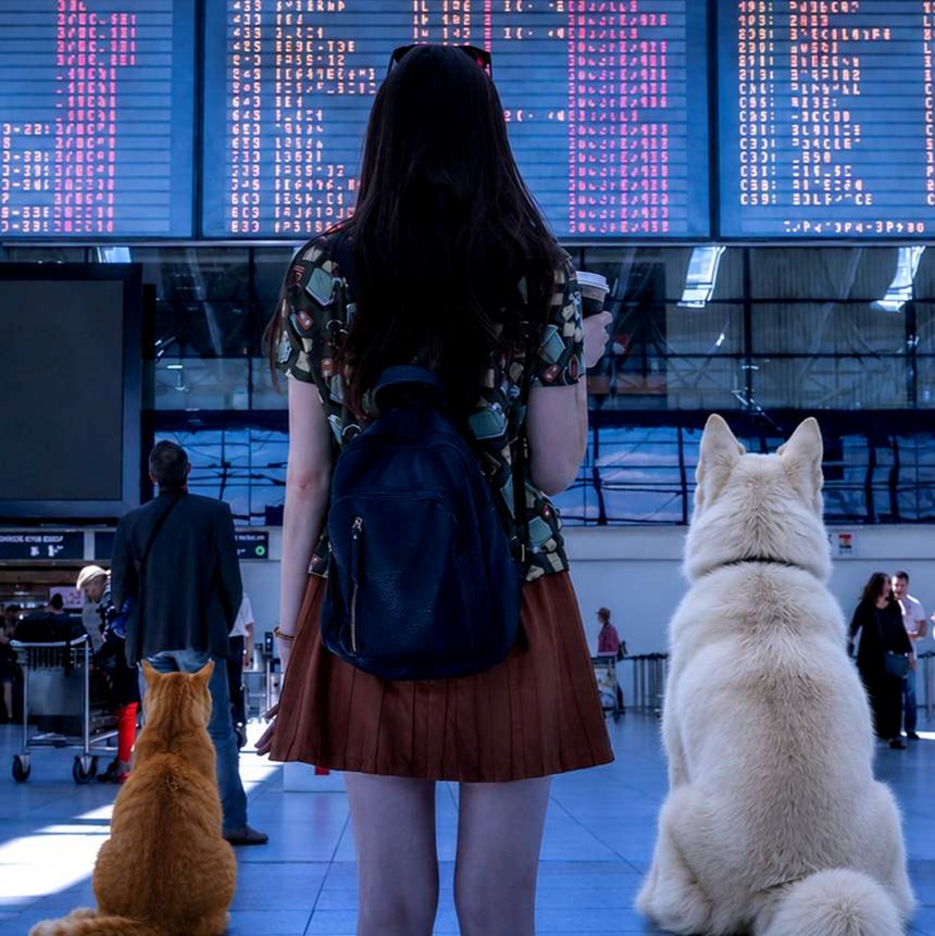 Panama Pet Travel airport to airport