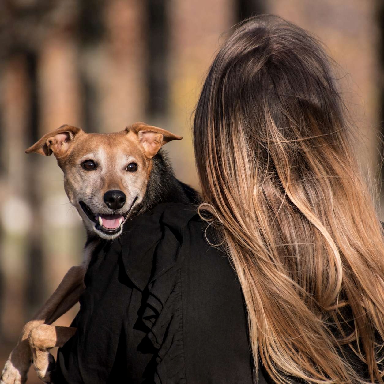 Worldwide Pet Relocation