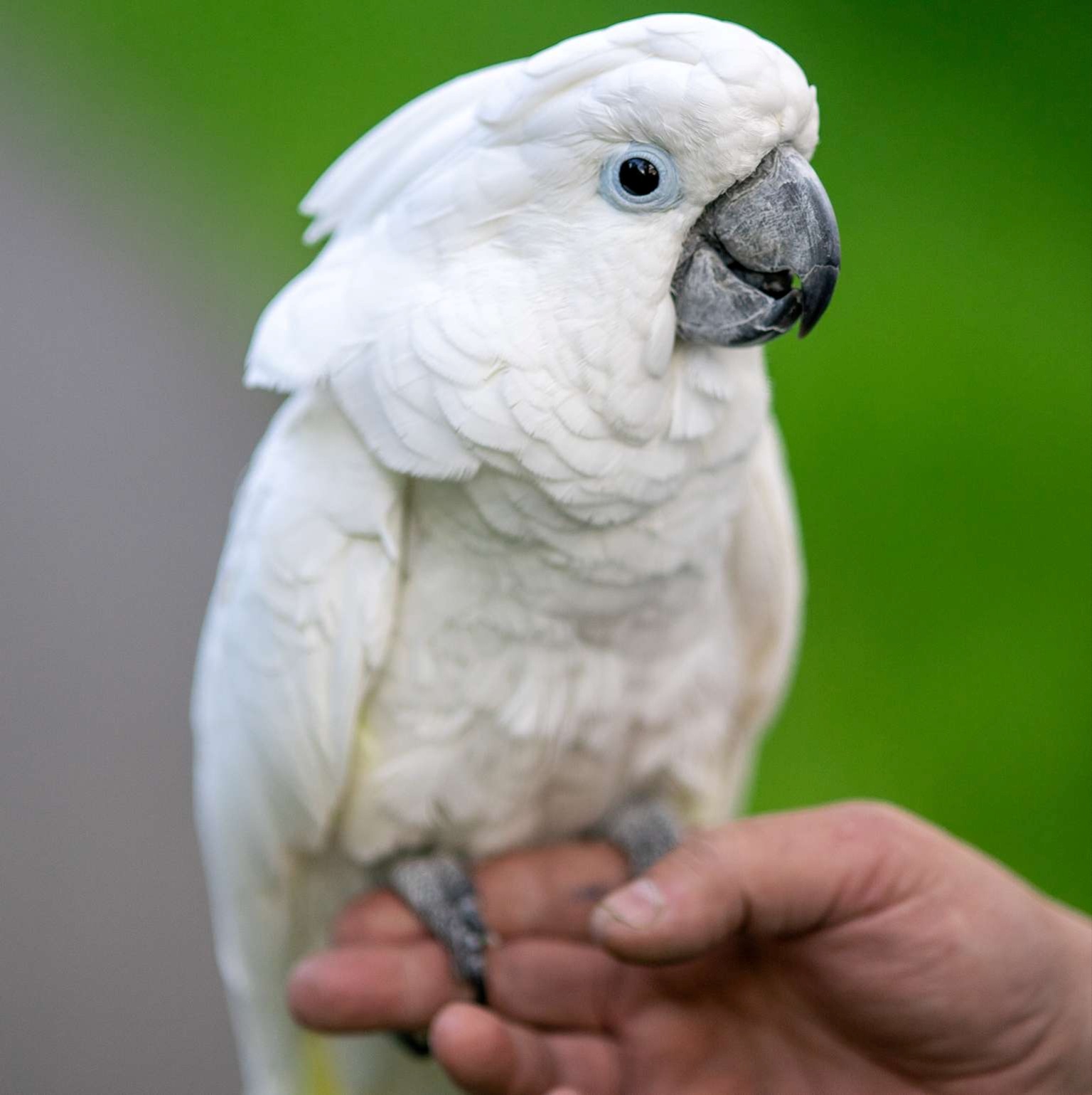 Bringing Birds To Panama
