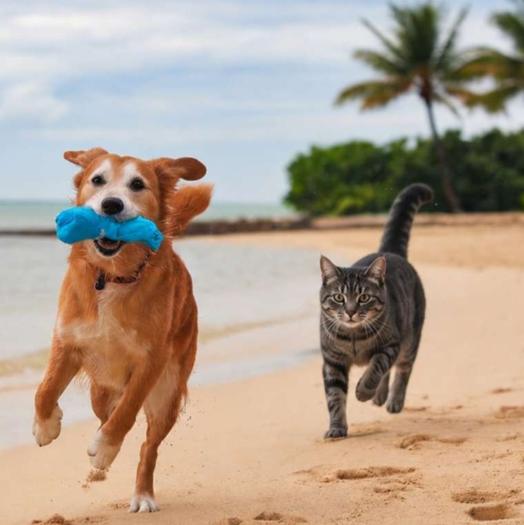 Miami Panama Pet travel
