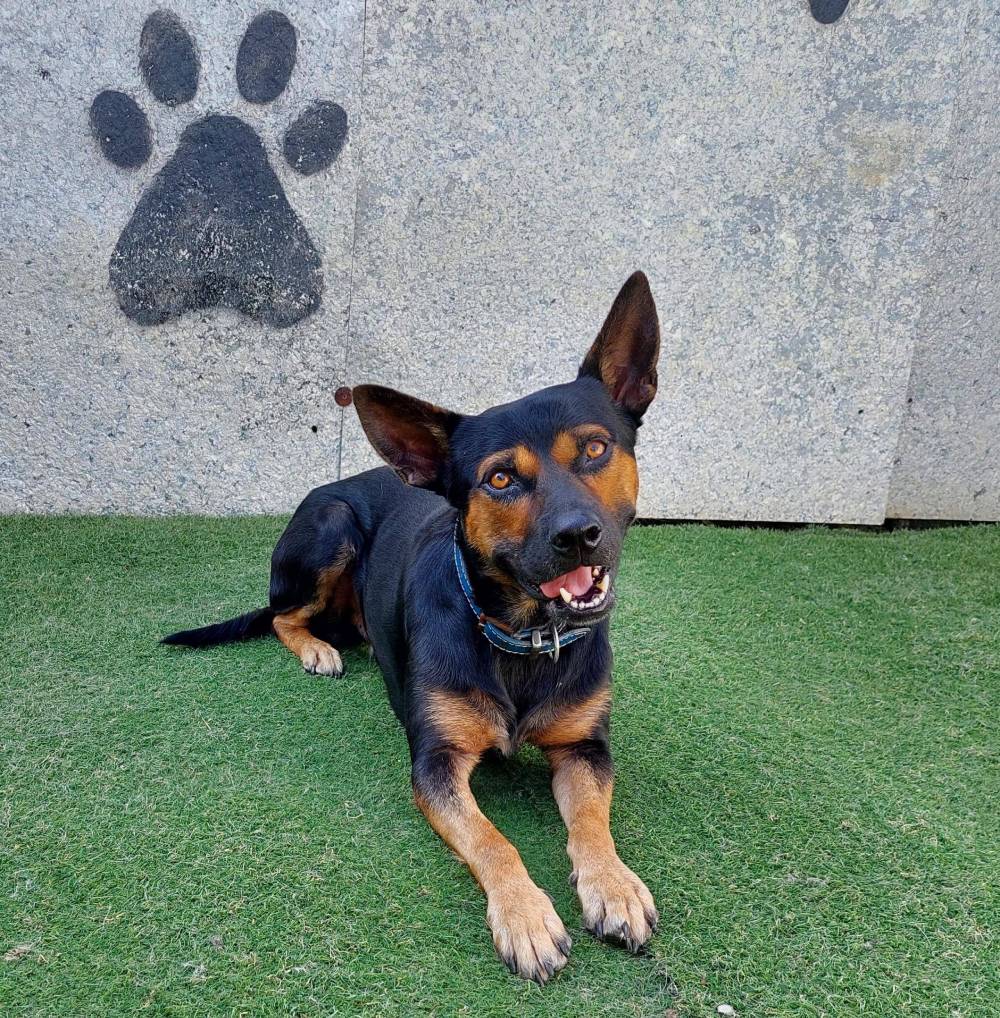 Clancy’s Journey: Pet Relocation from Panama to the United Kingdom