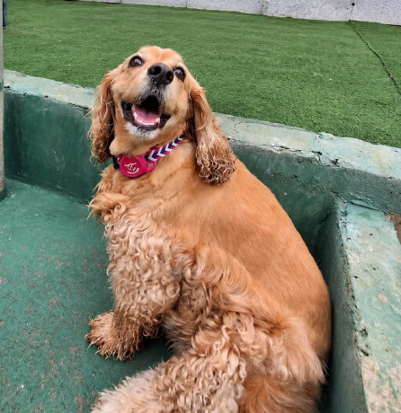 Lulu’s Journey: Pet Relocation from Panama to Zambia