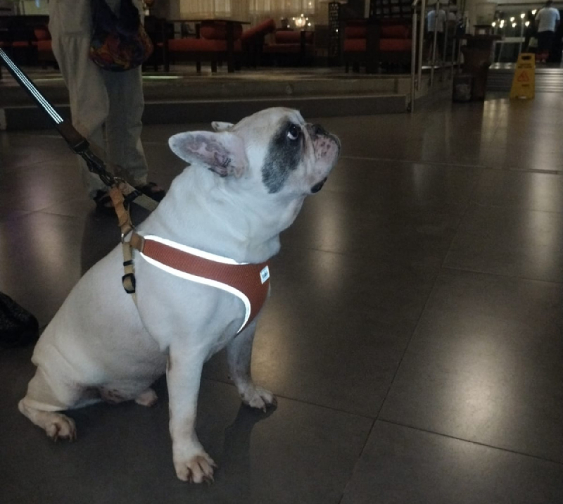 Lulu’s Journey: Pet Relocation from Panama to Zambia