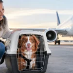 Best Airlines for Pet Transport for Safe Travel